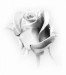 černobílá růže.jpg